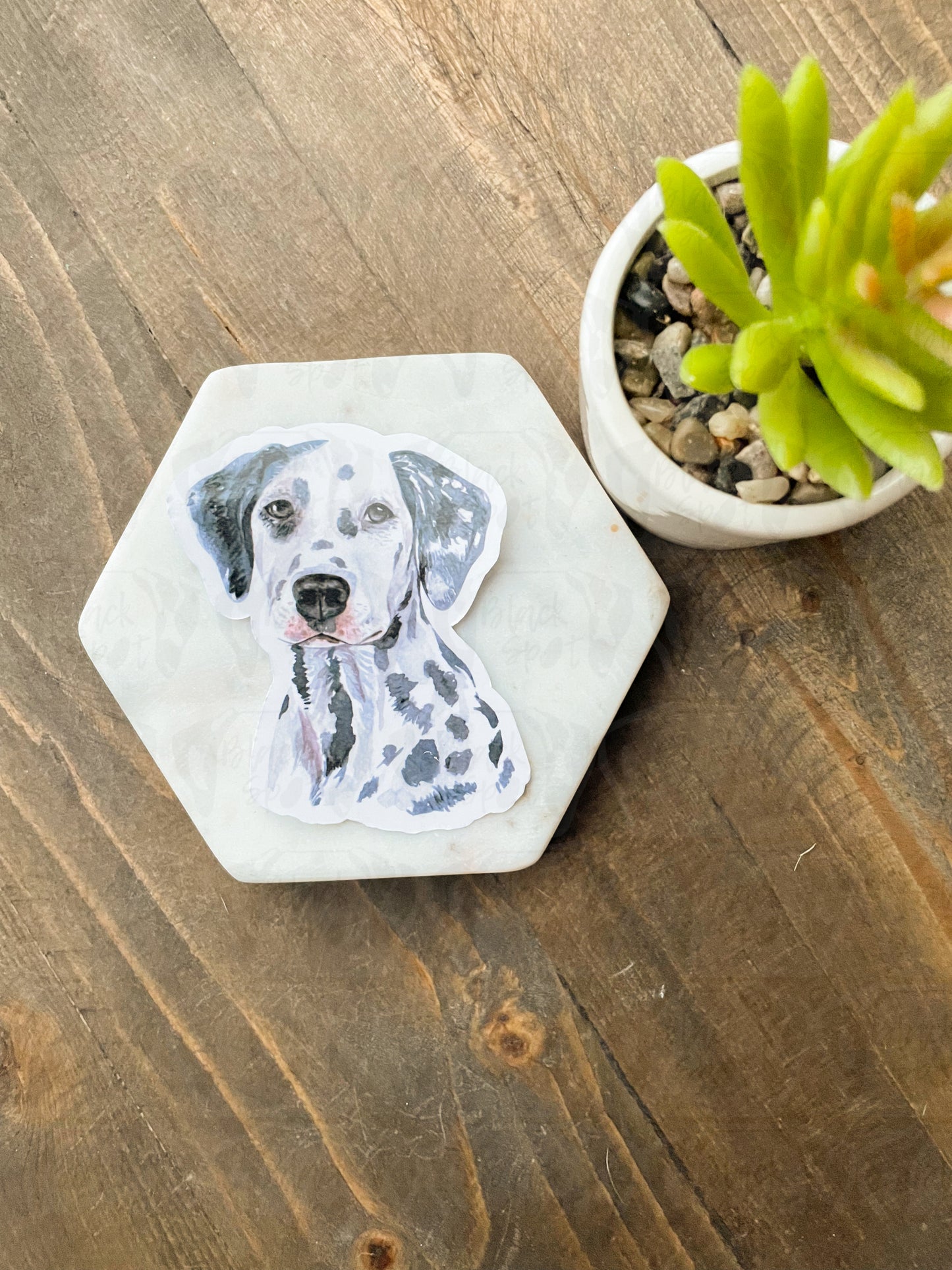 Dalmatian Watercolor Portait Sticker