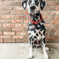 Custom Spotty Dog Tag
